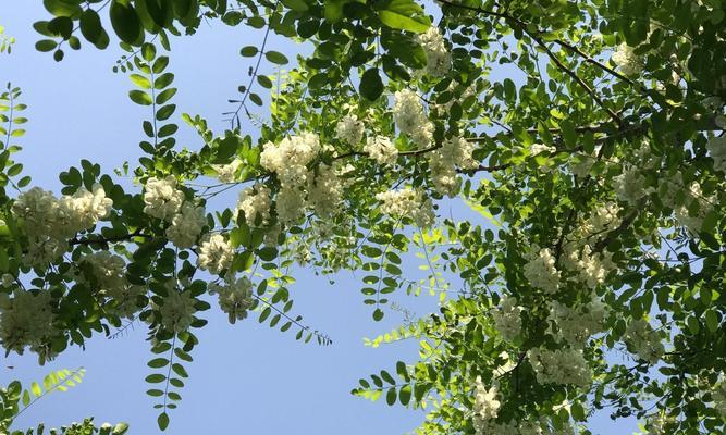 国槐开花之花色与特点（探秘国槐的花色）