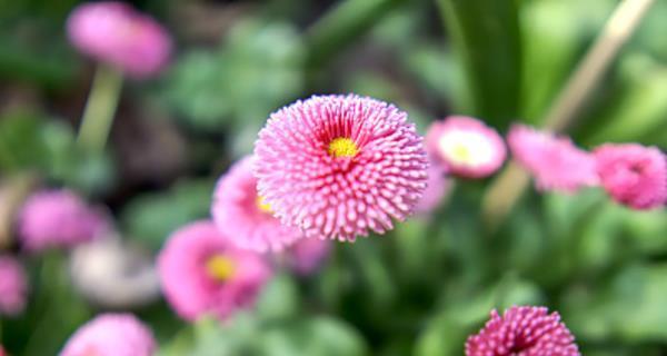 雏菊花语，传递着无尽的温暖与希望（点燃内心的阳光）