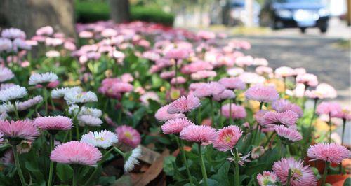 雏菊花语，传递着无尽的温暖与希望（点燃内心的阳光）