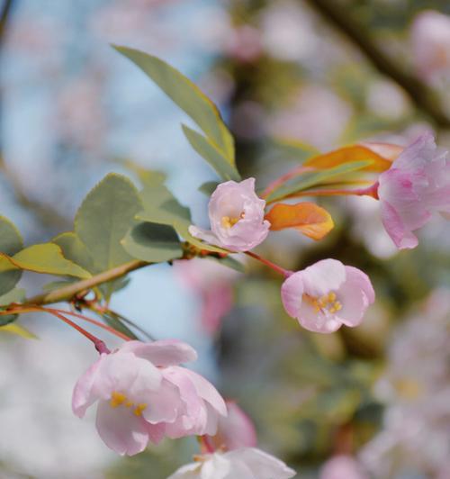 垂丝海棠的花语（海棠花开）