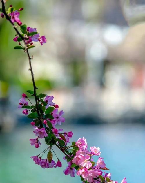 垂丝海棠的花语（海棠花开）