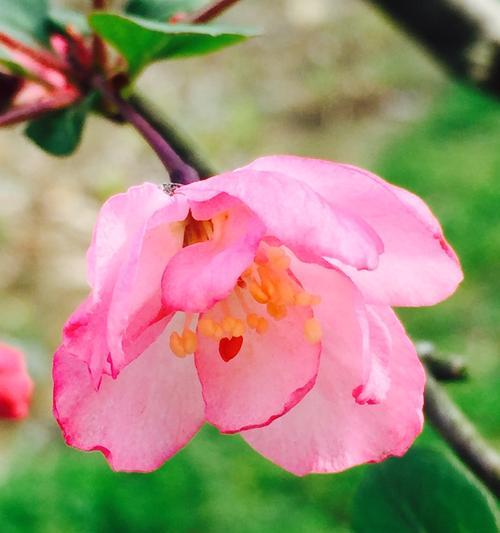 垂丝海棠，花香满园（以垂丝海棠花语为主题）