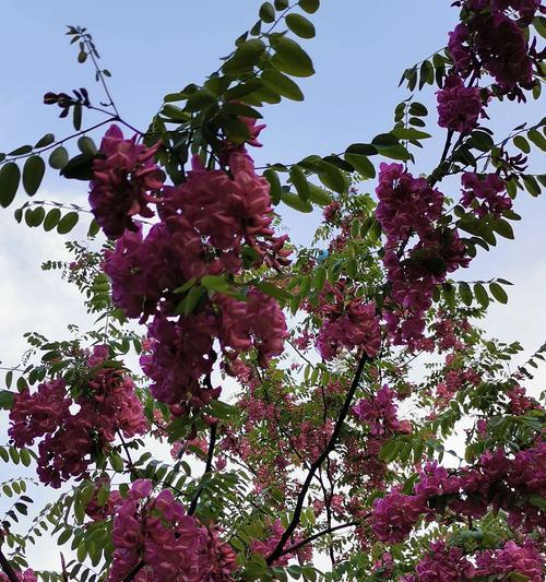 刺槐花语（探索刺槐花的花语）