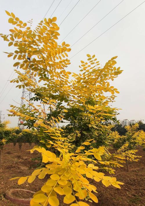 国槐的花开奇迹（一年四季）