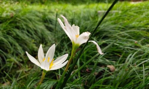 葱兰花语（绽放于花海中的情感细语）