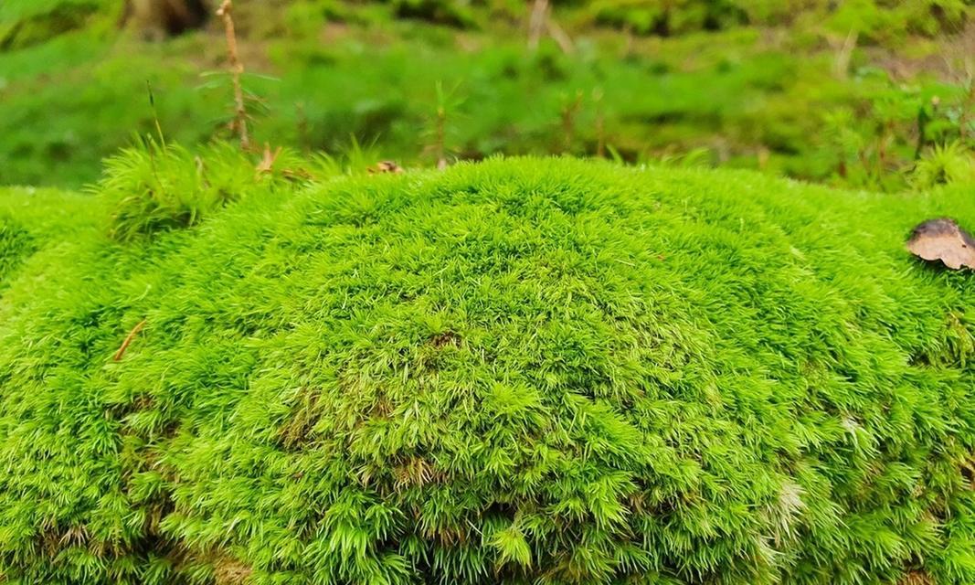 国家保护植物，让自然生态更美好（植物保护与环保事业息息相关）