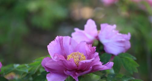 国色天香——介绍中药材之菊花（了解中药材——国色天香菊花）