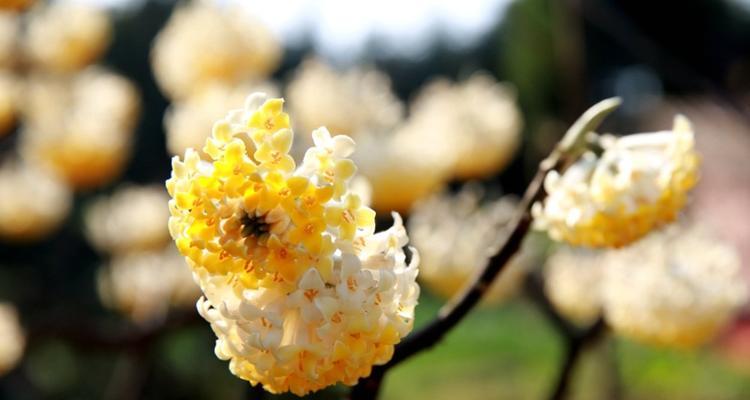 打结花的花语及其寓意（揭示打结花背后的奥秘）