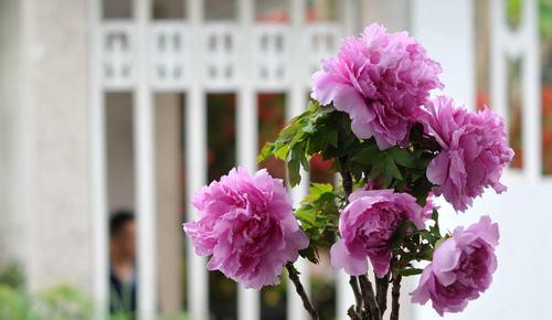 国色天香——介绍中药材之菊花（了解中药材——国色天香菊花）