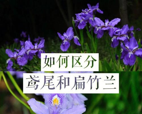 大扁竹兰的花语——美丽与坚韧并存（以大扁竹兰的花语为主题探讨美丽与坚韧的象征意义）