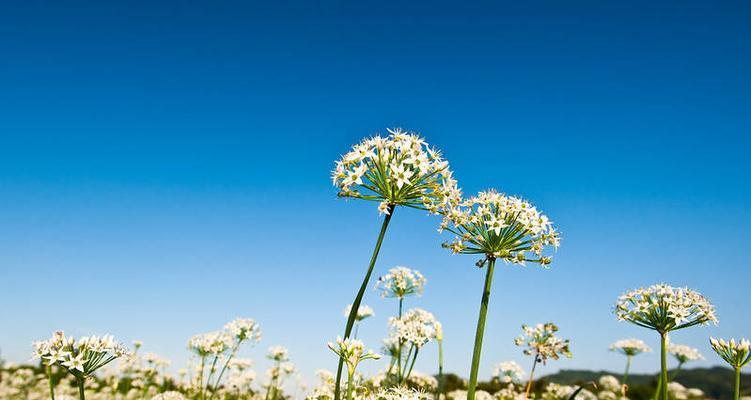 大波斯菊花（揭秘大波斯菊花的花语及魅力）