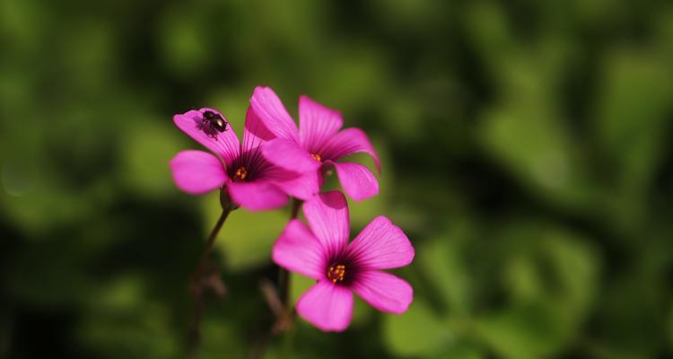 春天花开，绚烂一季（追寻春天的花朵）