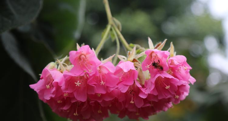 花花演绎真挚友情（以花花为主题）