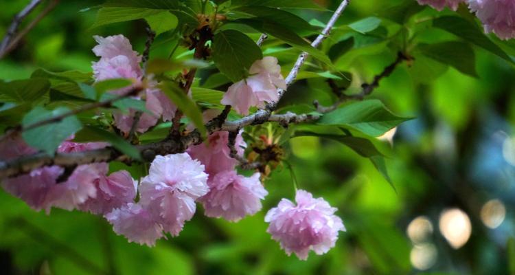 友谊之花（以花语为纽带）