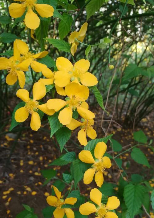 以棣棠花的花语（探寻以棣棠花为主题的花语）