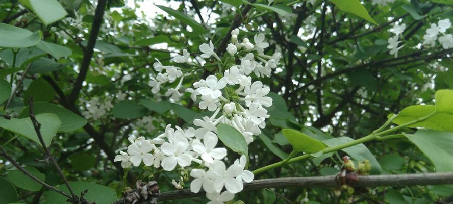 丁香花语与寓意（揭示丁香花的秘密）