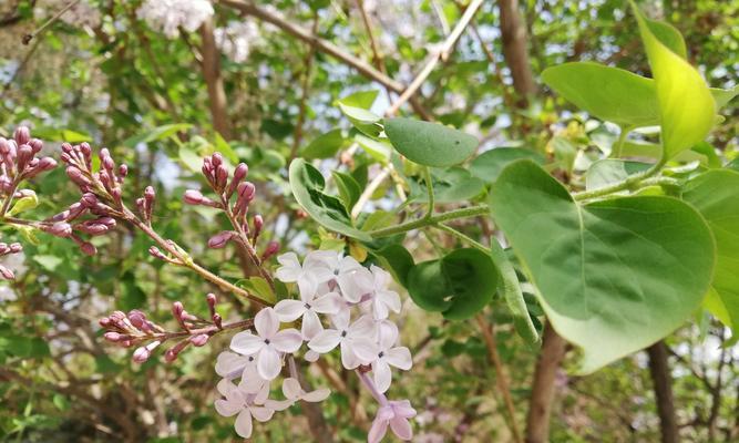 丁香花语——传递真挚的爱与美（花开香满园）