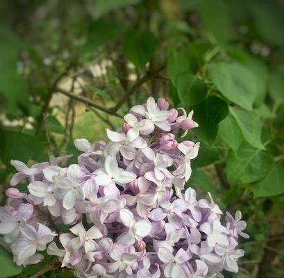 丁香花语——传递真挚的爱与美（花开香满园）