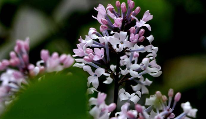 丁香花语——传递真挚的爱与美（花开香满园）