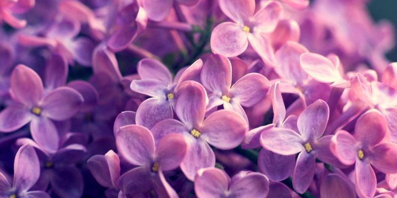 丁香花（探寻丁香花的花语与象征意义）