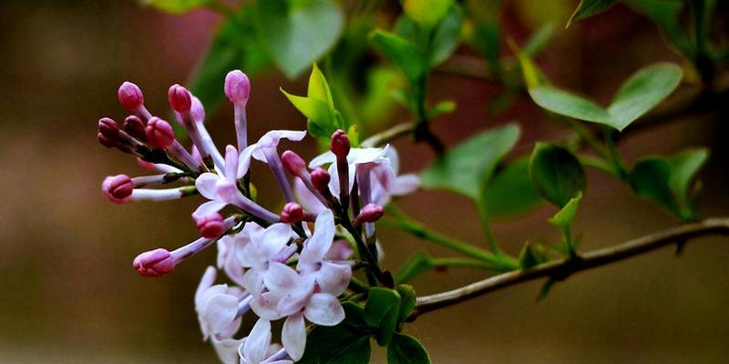 丁香花的代表意思及其美丽之源（解析丁香花的象征意义与文化背景）