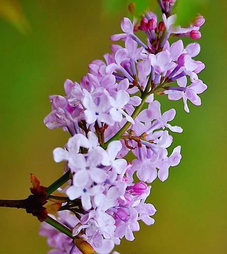 丁香花的花语与象征意义（美丽与忠诚的丁香花）