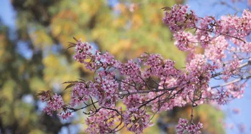 春天的绚丽与希望——樱花的花语（探寻以冬樱花）