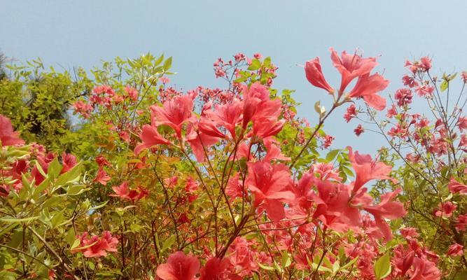 杜鹃花的花语——传递爱与希望（杜鹃花的美丽与意义）