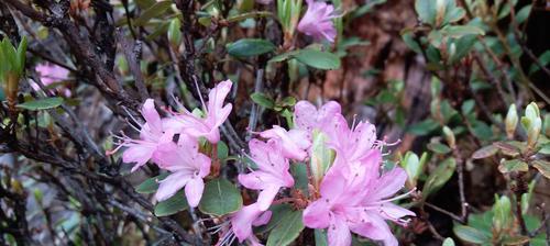 杜鹃花（唤醒爱情）