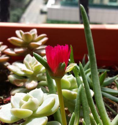 多年生草本植物的象征意义（从土壤生长到心灵映射）