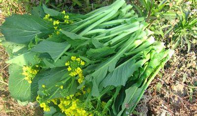 过完年适合种什么菜（春季蔬菜大盘点）