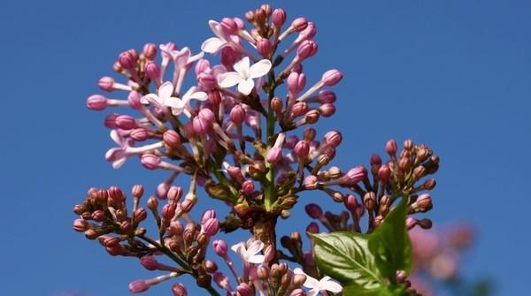 探寻哈尔滨市花——红掌花（从历史到现实）