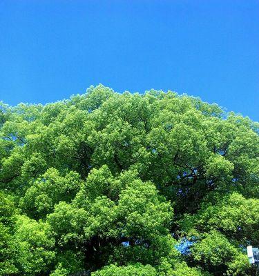 哈尔滨市树——太阳松（揭秘太阳松的文化底蕴与生长历程）