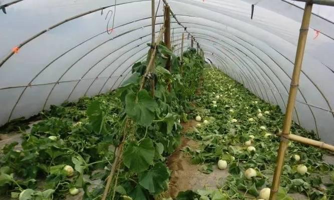 哈密瓜的种植时间及技巧（如何确定哈密瓜的最佳种植时间）