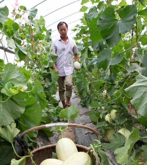 哈密瓜种植条件与气候要求（适合种植区域的关键因素及栽培技巧）