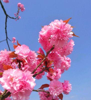 浪漫如樱，粉色樱花花语的含义（揭秘樱花花语的深层意义）