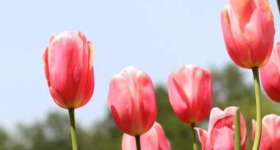 粉色郁金香花语（以色彩传递情感）