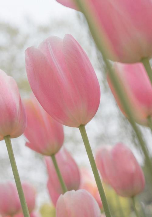 粉色郁金香花语（以色彩传递情感）