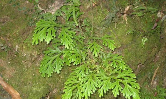 还魂草（它生长在哪里）