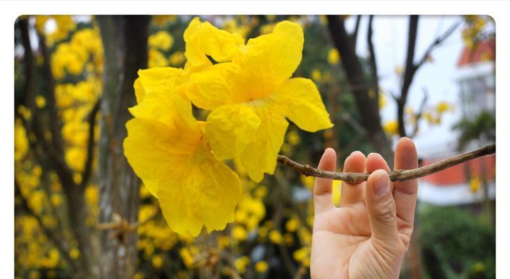 风铃的花语-传递美好和祝福（风铃——美丽的艺术品与祝福的使者）