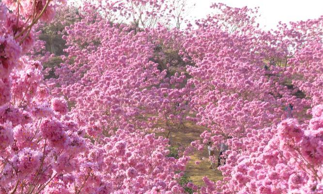 风铃的花语-传递美好和祝福（风铃——美丽的艺术品与祝福的使者）