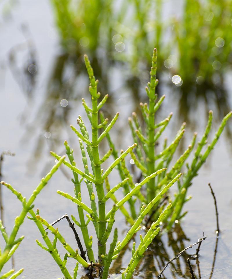 海边种植指南（适合海边气候的15种植物）