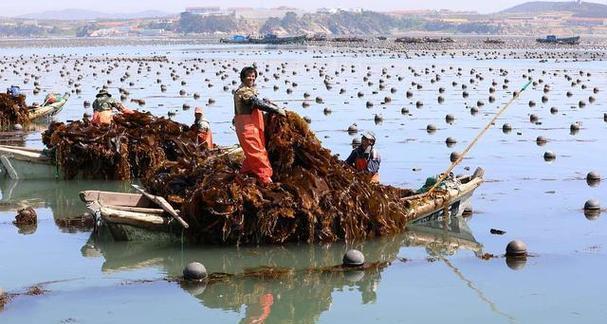 揭秘海带产地的奥秘（从日韩到中国）