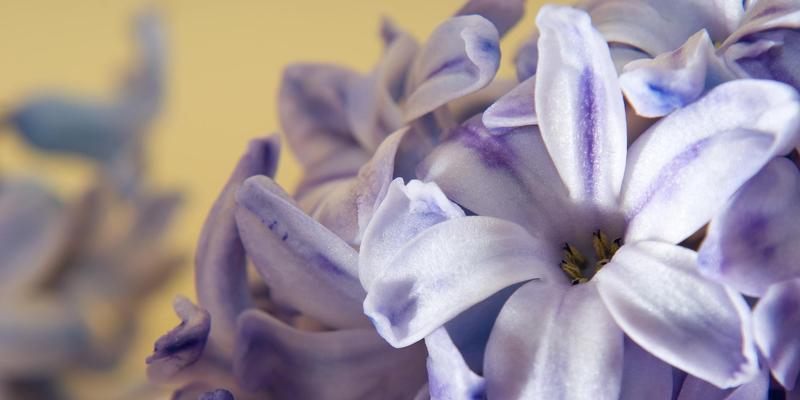 花开花落，言传花语（以求茉莉花栀子花和风信子花的花语为主题的探索）