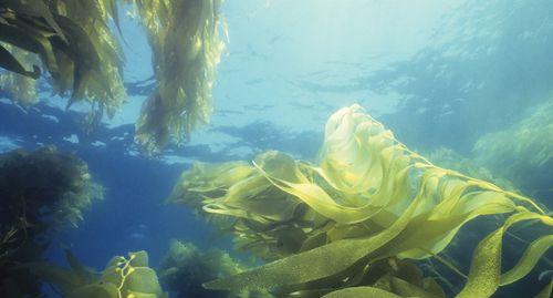 揭开海带的神秘面纱（海带并非低等植物）