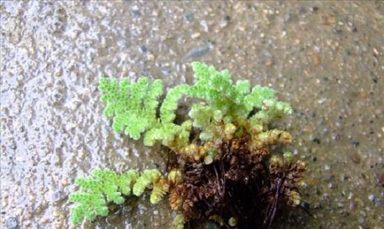 揭秘海带的真实身份（海带的分类及特征解析）