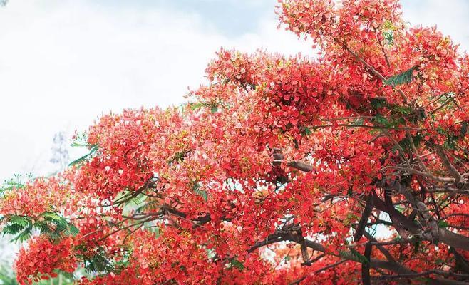 枫叶的花语（秋意浓）