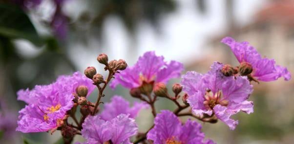 枫叶的花语（秋意浓）