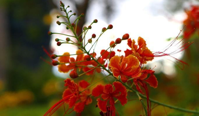 枫叶的花语（秋意浓）