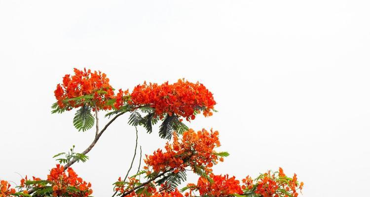 凤凰花的花语与含义（传承与希望的瑰丽凤凰花）